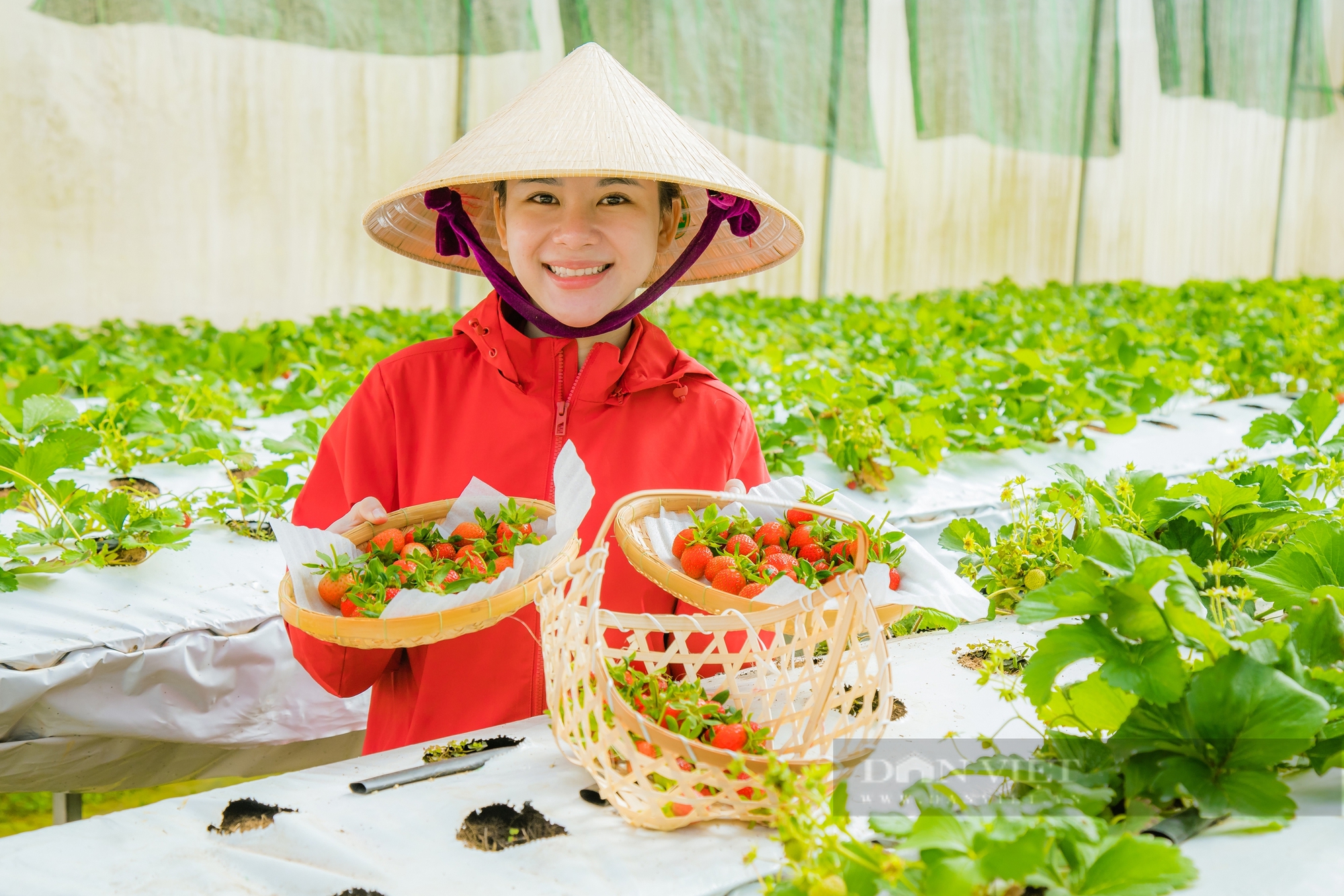 Mô hình trồng dâu nuôi tằm để làm phân hữu cơ tại Đắk Nông, mang lại doanh thu hàng chục tỷ đồng - Ảnh 9.